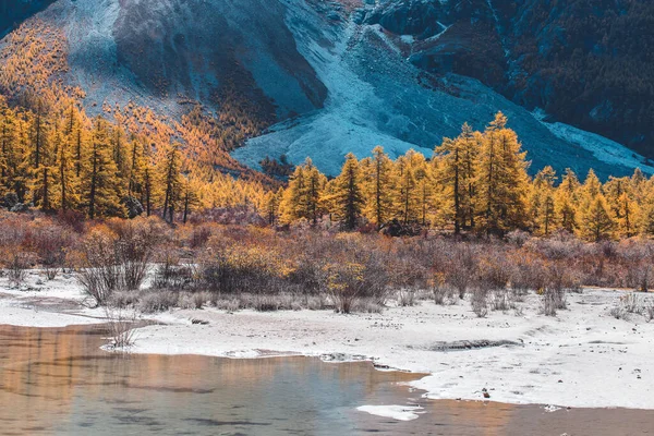 Farbenfroh Herbstlichen Wald Und Schneeberg Yading Naturreservat Dem Letzten Shangri — Stockfoto