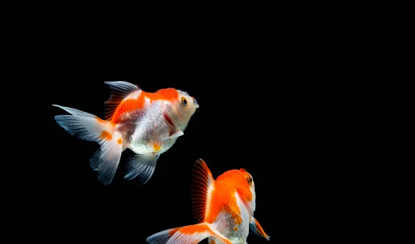 Poissons Rouges Isolés Sur Fond Noir Foncé — Photo