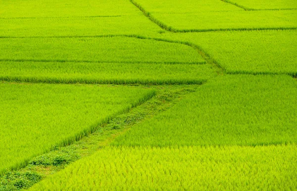 Hermoso Campo Arroz Verde Con Terrazas —  Fotos de Stock