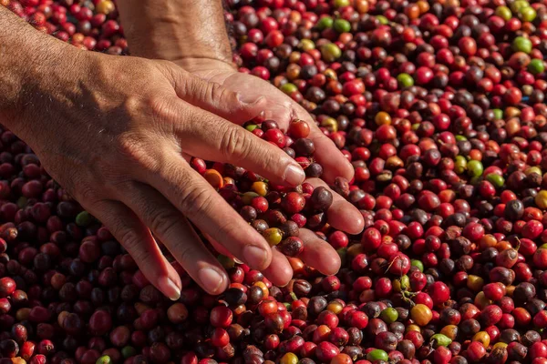 Bagas Café Arábica Frescas Fazenda Café Orgânico — Fotografia de Stock