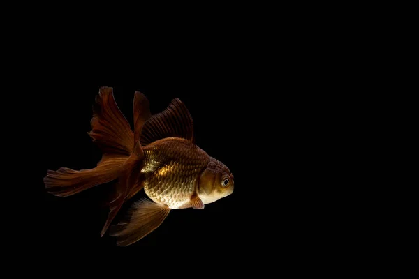 Ikan Mas Diisolasi Pada Latar Belakang Hitam Gelap — Stok Foto