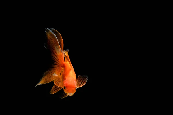 Pez Dorado Aislado Sobre Fondo Negro Oscuro —  Fotos de Stock