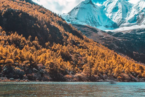 Sonbahar ormanlarında ve Yading doğa koruma alanındaki kar dağlarında renkli son Shangri la