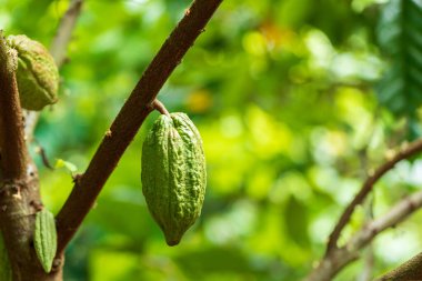 Kakao Ağacı (Theobroma kakaosu). Doğada organik kakao meyve kabukları.