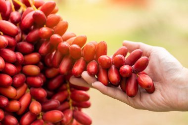 Hurma dalları, olgunlaşmış hurma ağaçları.