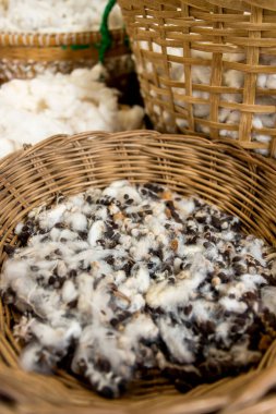 Beyaz ipek pamuk ağacı, Ceiba, Kapok, Java pamuğu