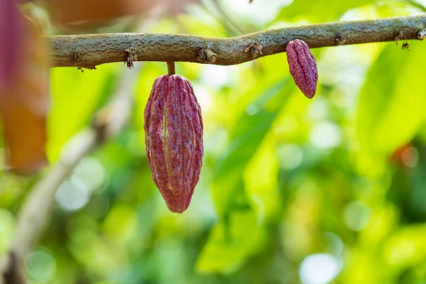 Cacao Tree Theobroma Cacao Organic Cocoa Fruit Pods Nature — Stock Photo, Image