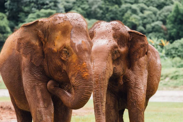 Elefante Asiático Uma Natureza Floresta Profunda Tailândia — Fotografia de Stock