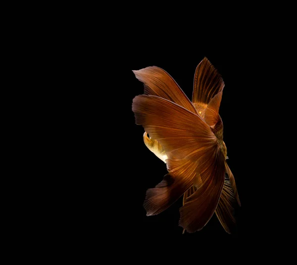 Japon Balığı Koyu Siyah Bir Arkaplanda Izole Edilmiş — Stok fotoğraf