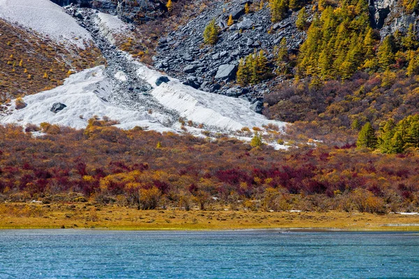 Colorful Autumn Forest Snow Mountain Yading Nature Reserve Last Shangri — Stock Photo, Image