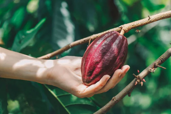 Kakao Ağacı (Theobroma kakaosu). Doğada organik kakao meyve kabukları.