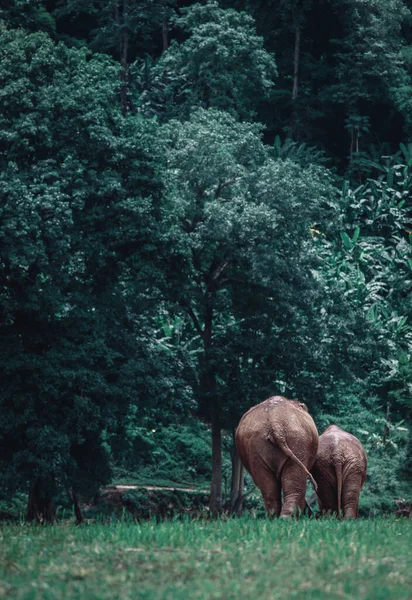 Elefante Asiático Uma Natureza Floresta Profunda Tailândia — Fotografia de Stock