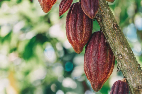 Kakao Ağacı (Theobroma kakaosu). Doğada organik kakao meyve kabukları.