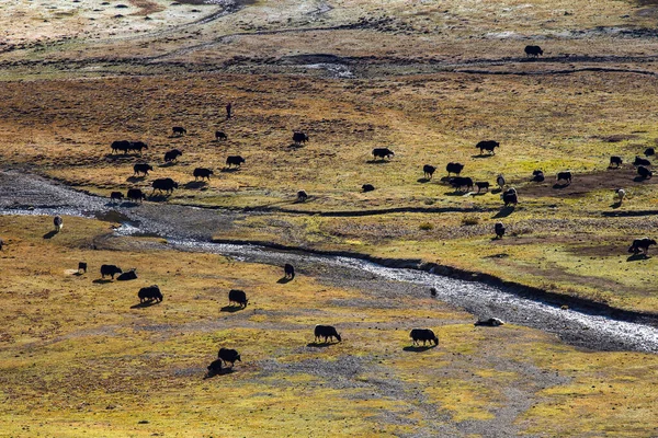 Schwarze Yaks Grasen Hoch Den Bergen — Stockfoto