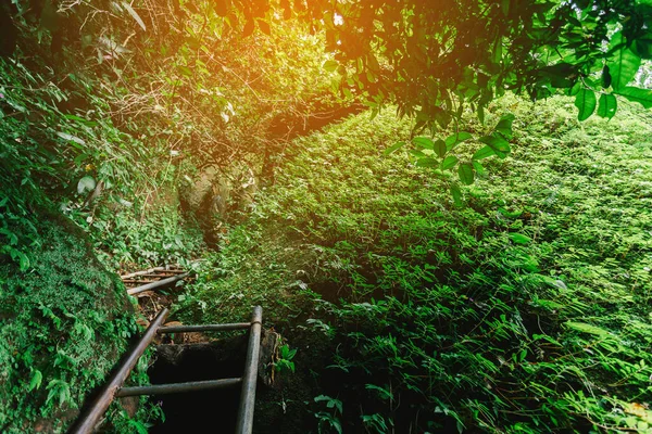 森の中の鉄階段 ロイヤリティフリーのストック写真