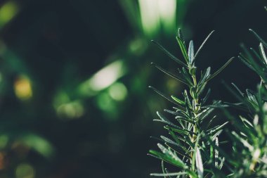 Taze Rosemary Herb dışarıda yetişiyor. Biberiye yaprakları Yakın plan.