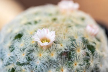 Kaktüsün pembe çiçeği Mammillaria