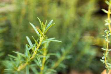 Taze Rosemary Herb dışarıda yetişiyor. Biberiye yaprakları Yakın plan.