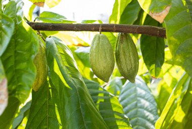Kakao Ağacı (Theobroma kakaosu). Doğada organik kakao meyve kabukları.