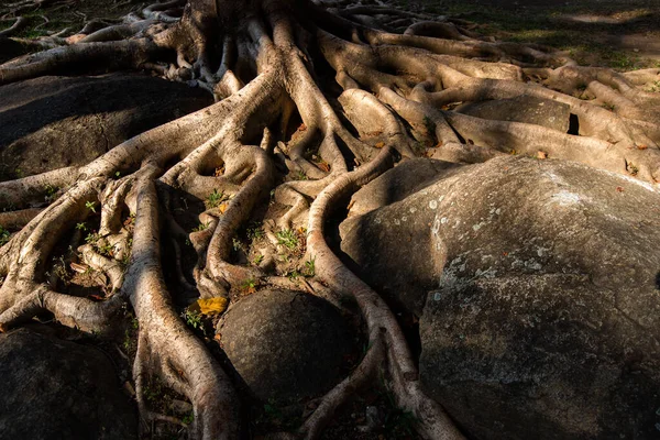 Árbol Driftwood Raíz Madera Natural —  Fotos de Stock