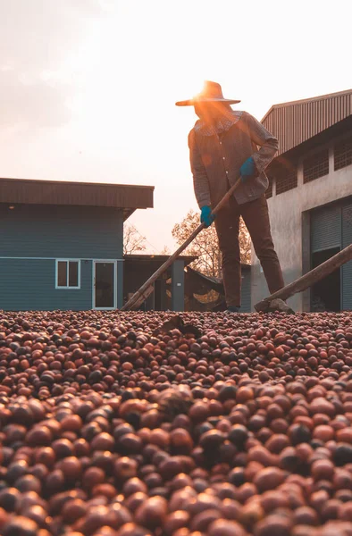 Coffee beans drying in the sun. Coffee plantations at coffee farm