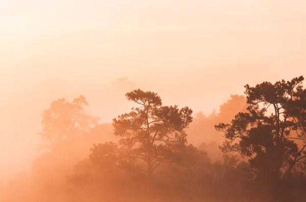 Sunrise at the mountain view Pinus mugo - It is also known as creeping pine — Stock Image Sunrise Mountain View Pinus Mugo Also Known Creeping Pine Stock Image