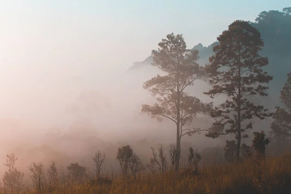 Sunrise at the mountain view Pinus mugo - It is also known as creeping pine — Stock Image Sunrise Mountain View Pinus Mugo Also Known Creeping Pine Stock Photo