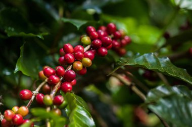 Kuzey Tayland 'da ağaçta olgunlaşan kahve çekirdekleri.