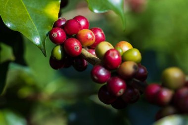 Kuzey Tayland 'da ağaçta olgunlaşan kahve çekirdekleri.