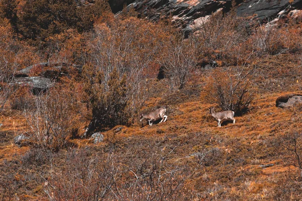 Шамуа Rupicapra Rupicapra Скалистом Холме Лес Заднем Плане — стоковое фото