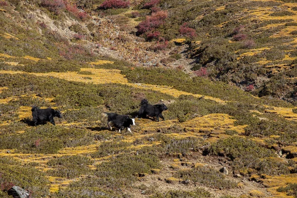 Gli Yak Neri Pascolano Alto Sulle Montagne — Foto Stock