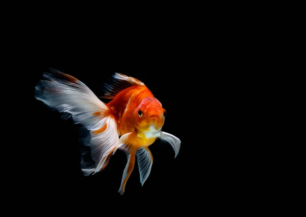 Pez Dorado Aislado Sobre Fondo Negro Oscuro —  Fotos de Stock