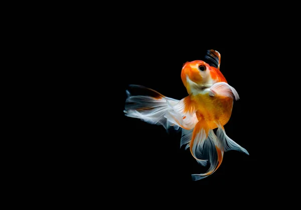 Goldfisch Isoliert Auf Dunkelschwarzem Hintergrund — Stockfoto