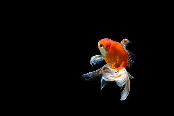 Goldfish Isolado Fundo Preto Escuro — Fotografia de Stock