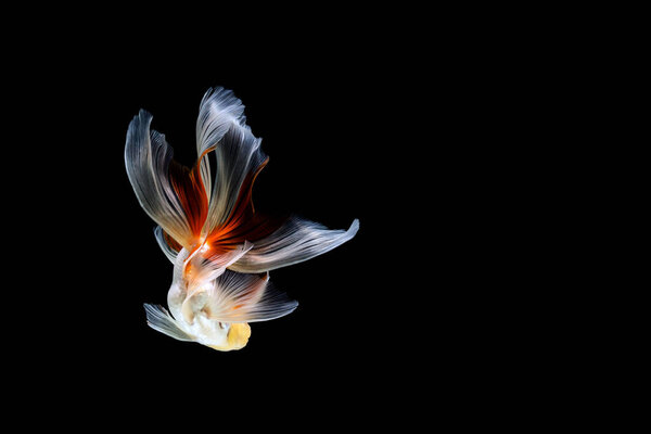 goldfish isolated on a dark black background