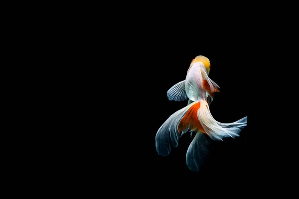 暗い黒の背景に隔離された金魚 — ストック写真
