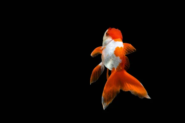 Guldfisk Isolerad Mörk Svart Bakgrund — Stockfoto