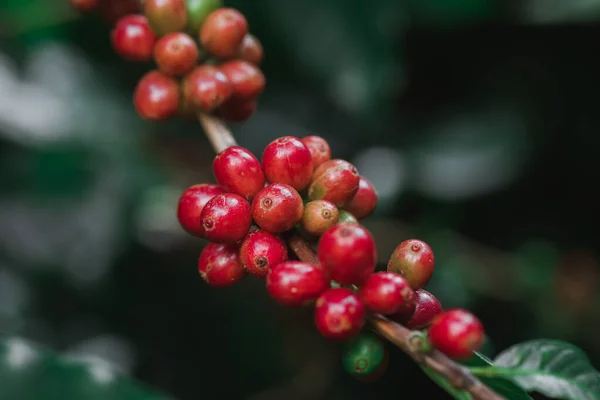 Ziarna Kawy Dojrzewające Drzewie Północnej Tajlandii — Zdjęcie stockowe