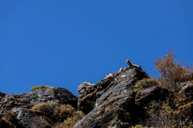 Chamois, Rupicapra rupicapra, kayalık tepede, arka planda orman.