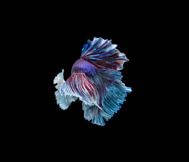 Beta balığı, siyam savaşçısı balıklar, siyah arka planda izole edilmiş betta ihtişamı.