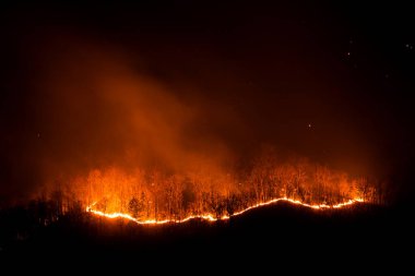Orman yangını geceleri ağaçları yakıyor..