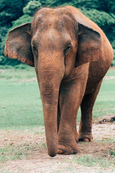 Asian Elephant Nature Deep Forest Thailand — Stock Photo, Image