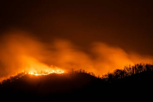 Incendio Forestal Ardiendo Árboles Por Noche —  Fotos de Stock