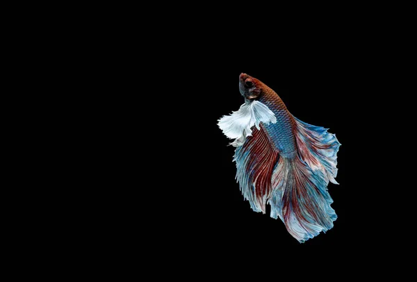 Ikan Betta Ikan Pertempuran Siam Betta Splendens Terisolasi Pada Latar — Stok Foto