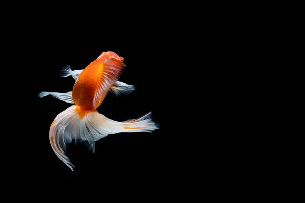 Goldfish Isolado Fundo Preto Escuro — Fotografia de Stock