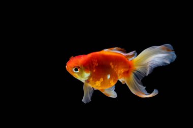 Japon balığı koyu siyah bir arkaplanda izole edilmiş.