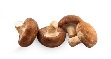 shiitake mantar beyaz zemin üzerine