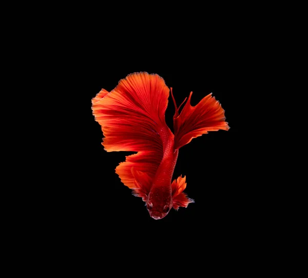 Рыба Бетта Сиамские Бои Бетта Великолепие Изолированы Черном Фоне — стоковое фото