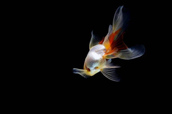 Poissons Rouges Isolés Sur Fond Noir Foncé — Photo