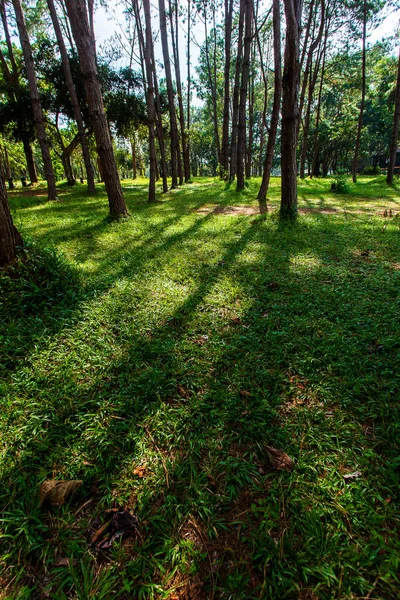 Pinus mugo - It is also known as creeping pine, dwarf mountain pine, — Stock Image Pinus Mugo Also Known Creeping Pine Dwarf Mountain Pine Royalty Free Stock Photos